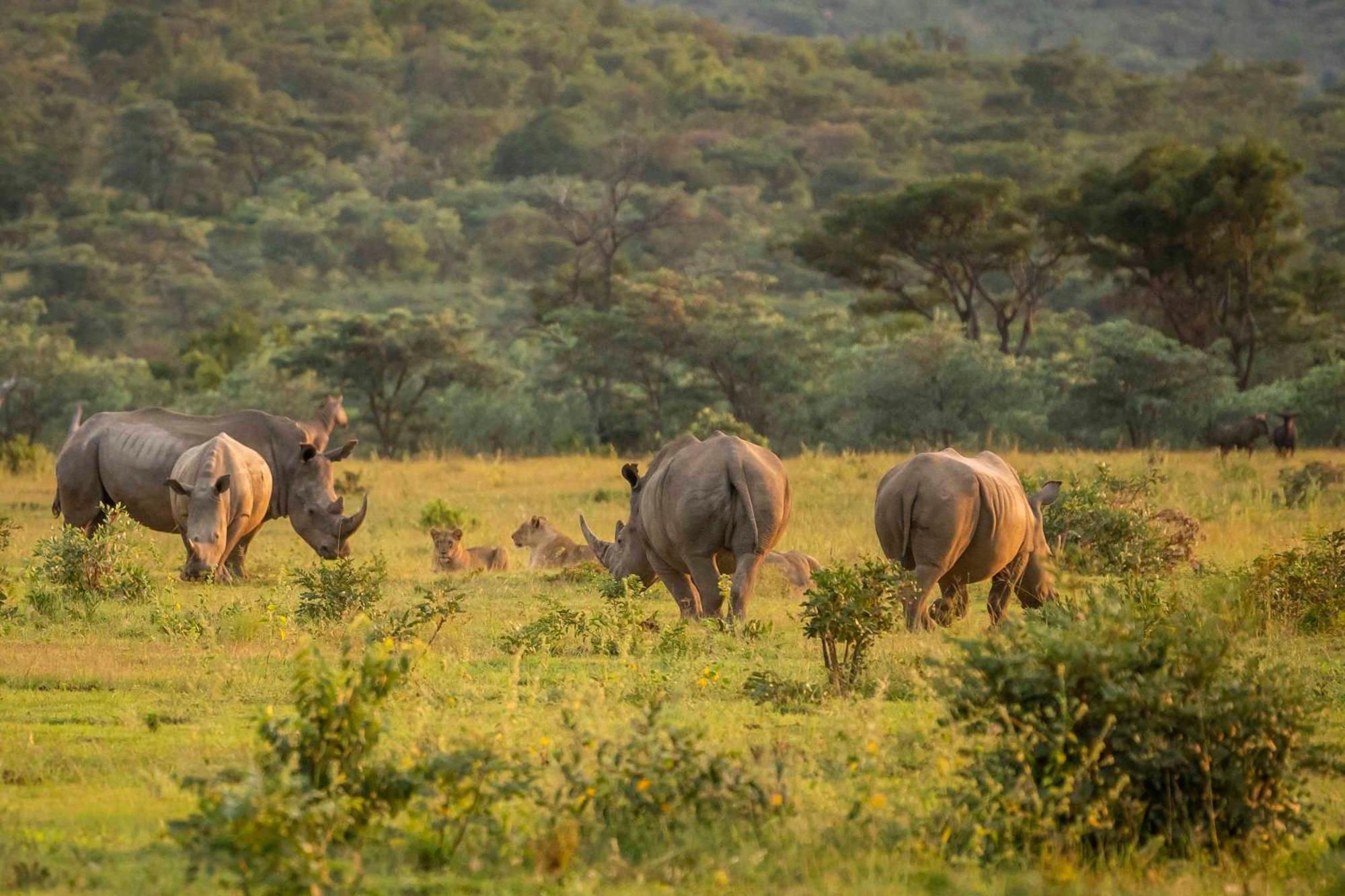 Tshwene Lodge فالووتر المظهر الخارجي الصورة