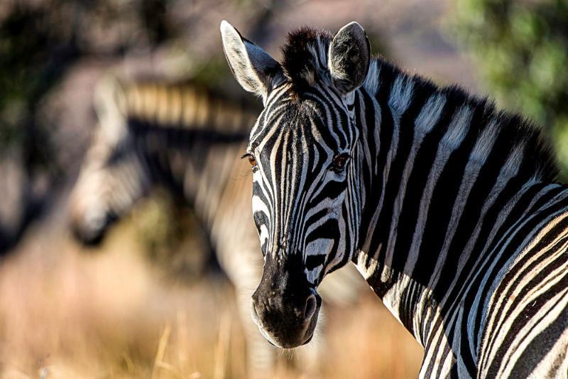 Tshwene Lodge فالووتر المظهر الخارجي الصورة