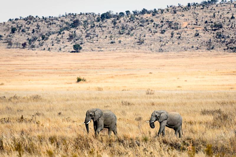 Tshwene Lodge فالووتر المظهر الخارجي الصورة